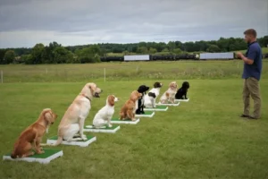 Dog Training Place Board