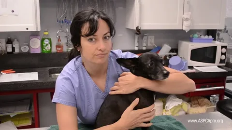Care After Neutering a Dog