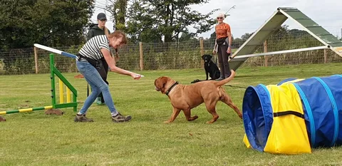 Dog training Northampton ma and Geneva