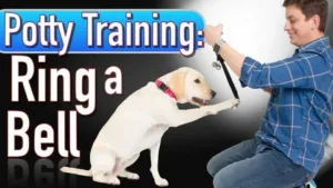 Dog Bell Training Potty