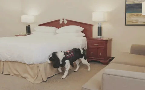 Bed bug detection dog training