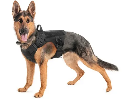 Dog Training Vest