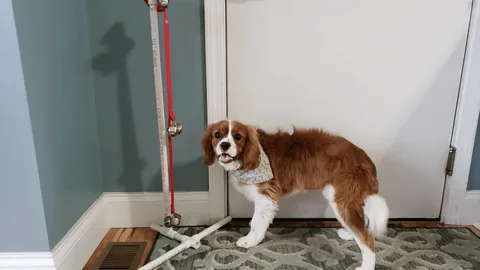 Dog Bell Training Potty