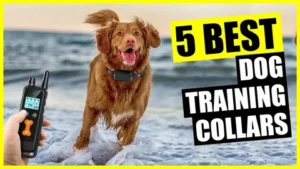 Invirox Dog Training Collar