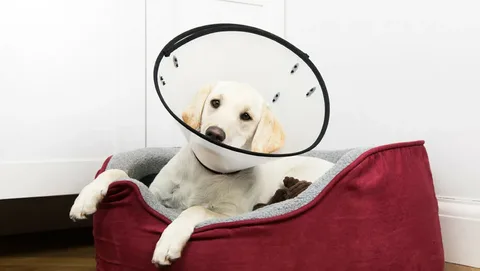 Care After Neutering a Dog