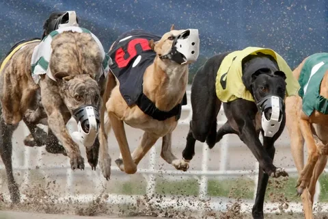 Dog Training and Activities in Dubuque Iowa
