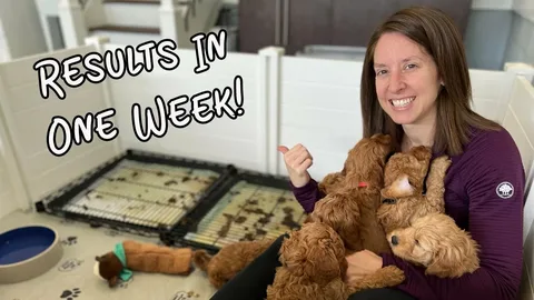 How to Train a 5-Month-Old Puppy