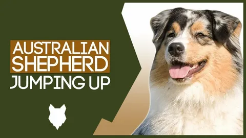 How to Train an Australian Shepherd Puppy