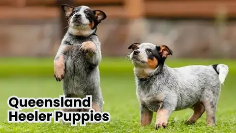 How to Train a Blue Heeler Puppy