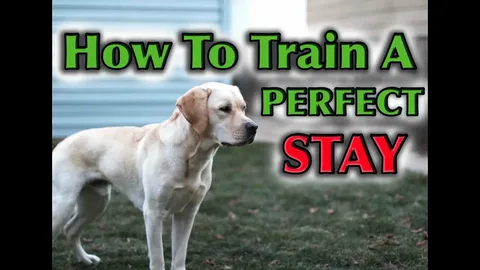 How to Train a Dog to Stay in the Yard