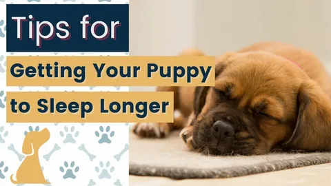 puppy sleep training tips​