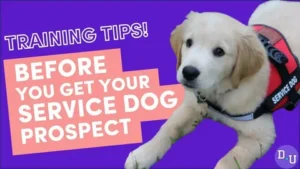How to Become a Service Dog Trainer