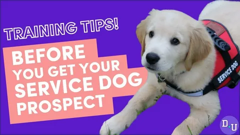 How to Become a Service Dog Trainer