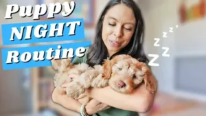 puppy sleep training tips​