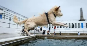 Puppy Training Lido Beach