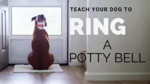 How to Train a Puppy to Use a Bell for Potty Training