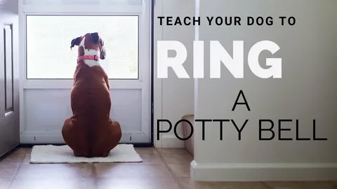 How to Train a Puppy to Use a Bell for Potty Training