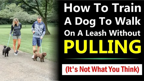 How to Stop a Puppy Pulling on the Leash