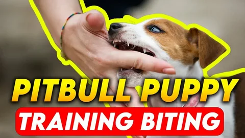 How to Train Pitbull Puppies Not to Bite