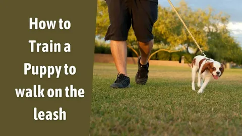 How to Stop a Puppy Pulling on the Leash