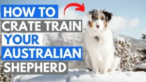 How to Train an Australian Shepherd Puppy