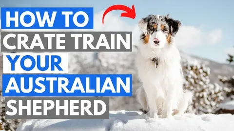 How to Train an Australian Shepherd Puppy