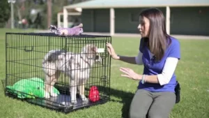 Kennel Training a Puppy During the Day