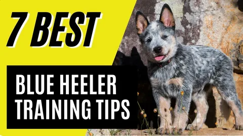 How to Train a Blue Heeler Puppy