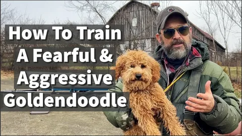 How to Train a Goldendoodle Puppy