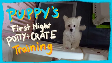 Crate Training a Puppy on the First Night