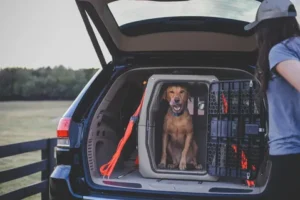 Puppy Travel Crate for Car