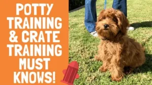 Potty Training Spray for Puppies