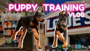 Doberman Puppy Training Age