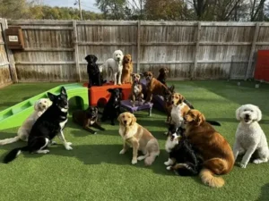 Puppy Day Care in Bristol