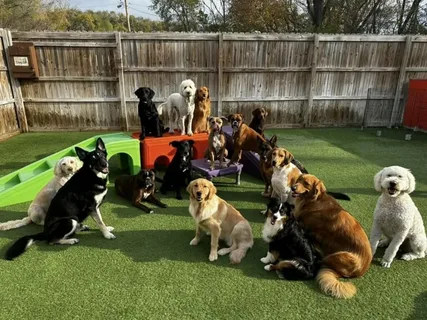 Puppy Day Care in Bristol