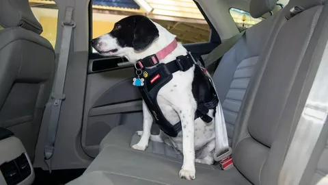 Car Harness for Puppies