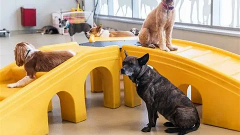 Puppy Day Care in Bristol