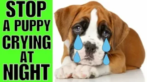 Puppy First Night Crying solution