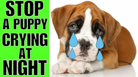 Puppy First Night Crying solution