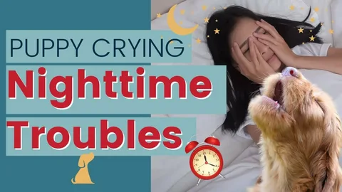 Puppy First Night Crying Solution
