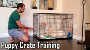 Night Time Crate Training a Puppy