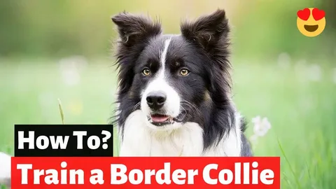 How to Train a Border Collie Puppy