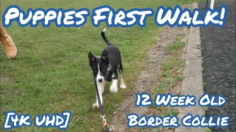 How to Train a Border Collie Puppy