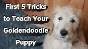 How to Train a Goldendoodle Puppy