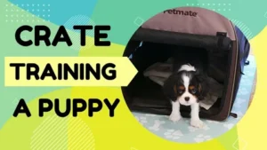 Crate Training a Puppy on the First Night
