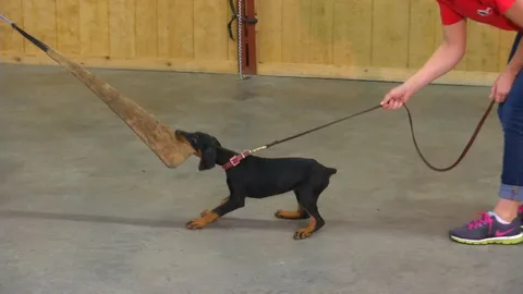 Doberman Puppy Training Age