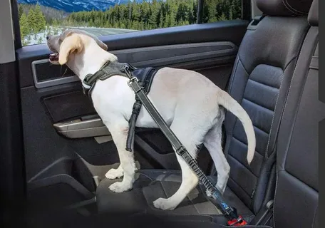 Puppy Seat Belt for Car