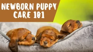 How to Care for Newborn Puppies