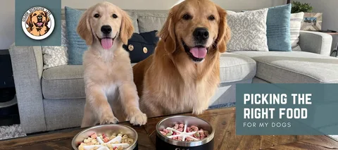 Best Dog Food for Golden Retriever Puppy