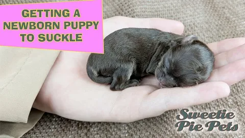 How to Care for Newborn Puppies